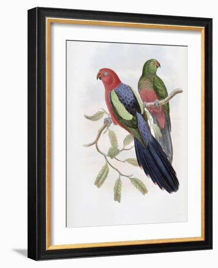 Yellow Winged King Parrot-John Gould-Framed Giclee Print