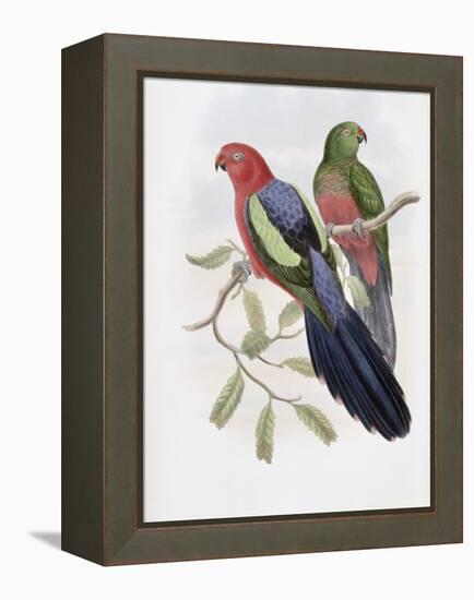 Yellow Winged King Parrot-John Gould-Framed Premier Image Canvas