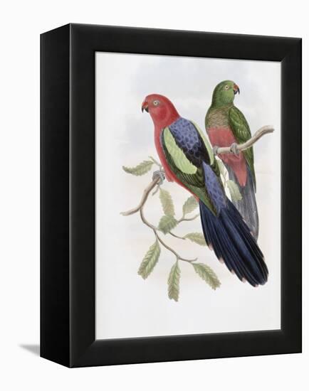 Yellow Winged King Parrot-John Gould-Framed Premier Image Canvas