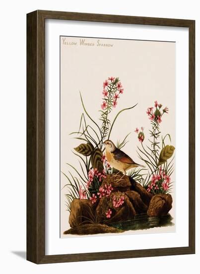 Yellow Winged Sparrow-John James Audubon-Framed Art Print