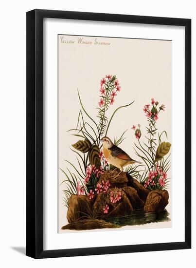 Yellow Winged Sparrow-John James Audubon-Framed Art Print