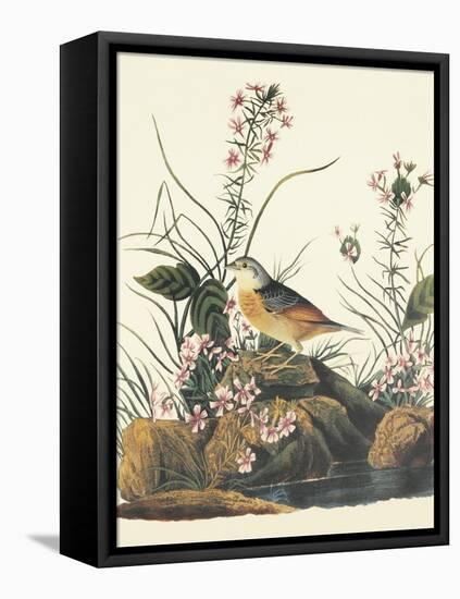 Yellow-Winged Sparrow-John James Audubon-Framed Stretched Canvas