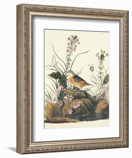 Yellow-Winged Sparrow-John James Audubon-Framed Art Print