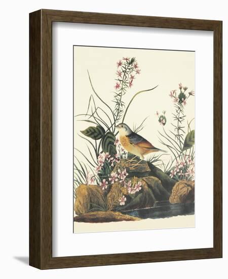 Yellow-Winged Sparrow-John James Audubon-Framed Art Print
