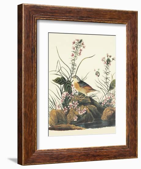 Yellow-Winged Sparrow-John James Audubon-Framed Art Print