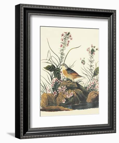 Yellow-Winged Sparrow-John James Audubon-Framed Art Print