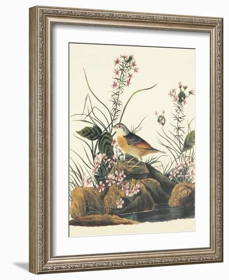 Yellow-Winged Sparrow-John James Audubon-Framed Art Print