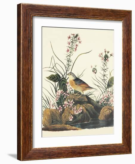 Yellow-Winged Sparrow-John James Audubon-Framed Art Print