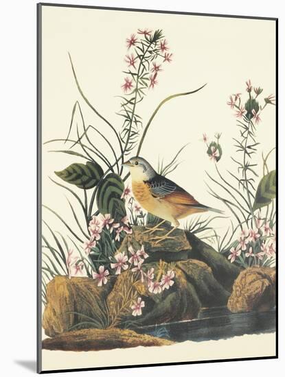 Yellow-Winged Sparrow-John James Audubon-Mounted Art Print