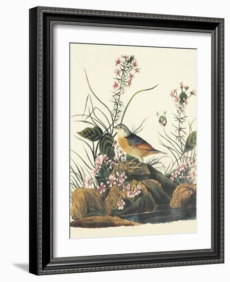 Yellow-Winged Sparrow-John James Audubon-Framed Art Print