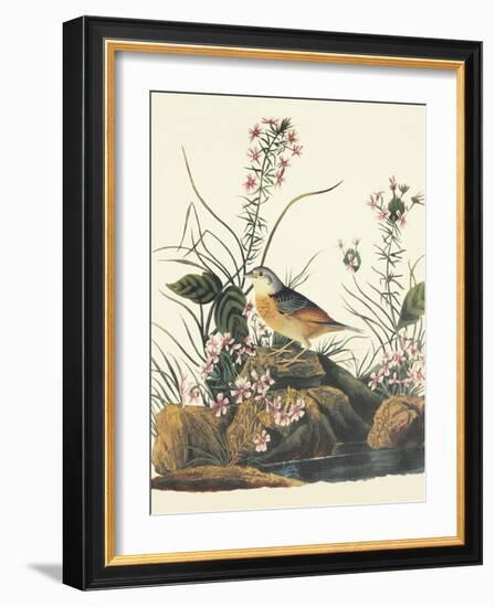 Yellow-Winged Sparrow-John James Audubon-Framed Art Print