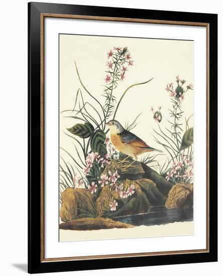 Yellow-Winged Sparrow-John James Audubon-Framed Art Print