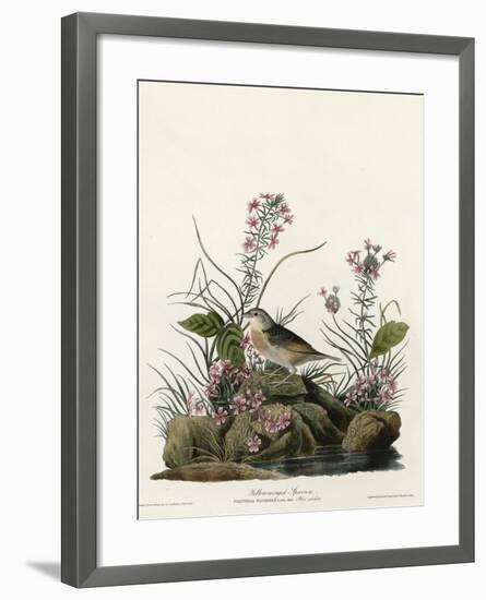 Yellow Winged Sparrow-null-Framed Giclee Print