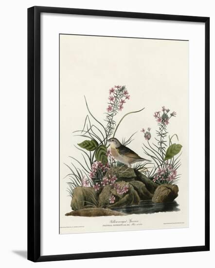 Yellow Winged Sparrow-null-Framed Giclee Print