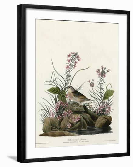 Yellow Winged Sparrow-null-Framed Giclee Print