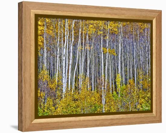 Yellow Woods I-David Drost-Framed Premier Image Canvas