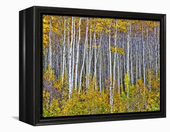 Yellow Woods I-David Drost-Framed Premier Image Canvas