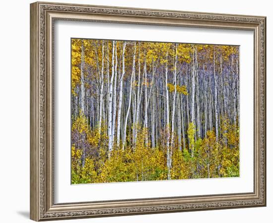 Yellow Woods I-David Drost-Framed Photographic Print