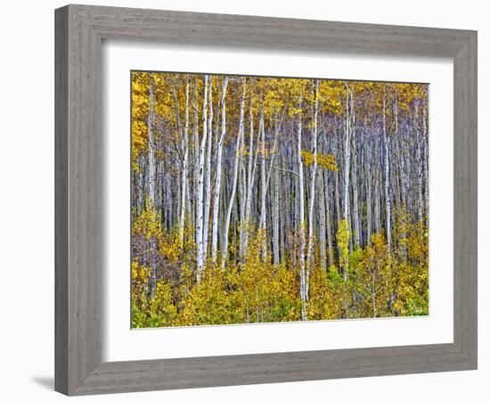 Yellow Woods I-David Drost-Framed Photographic Print