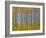 Yellow Woods I-David Drost-Framed Photographic Print