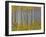 Yellow Woods I-David Drost-Framed Photographic Print