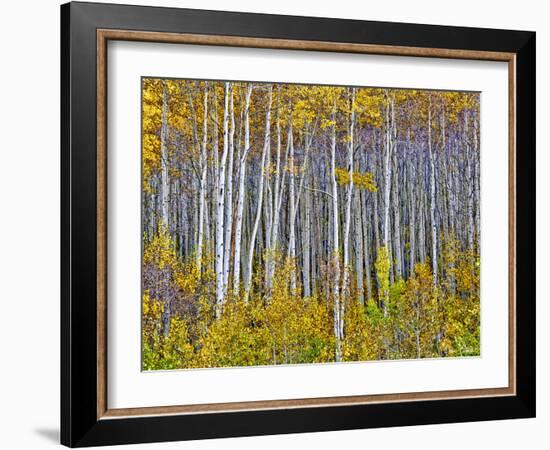 Yellow Woods I-David Drost-Framed Photographic Print