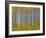 Yellow Woods I-David Drost-Framed Photographic Print