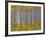 Yellow Woods I-David Drost-Framed Photographic Print