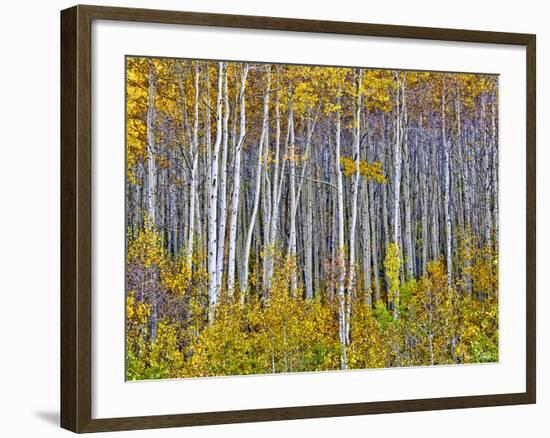 Yellow Woods I-David Drost-Framed Photographic Print