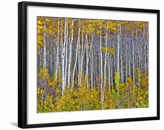 Yellow Woods I-David Drost-Framed Photographic Print