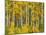 Yellow Woods II-David Drost-Mounted Photographic Print