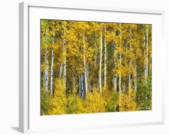 Yellow Woods II-David Drost-Framed Photographic Print
