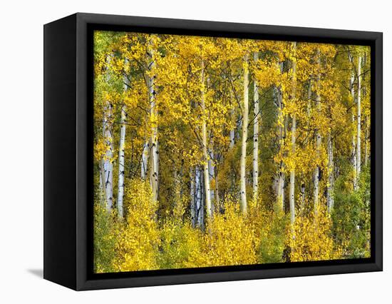 Yellow Woods II-David Drost-Framed Premier Image Canvas