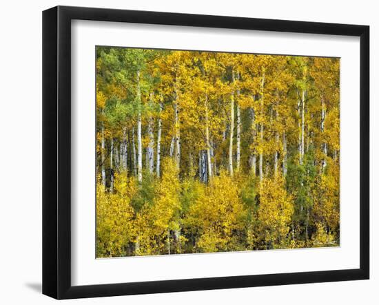 Yellow Woods III-David Drost-Framed Photographic Print