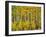 Yellow Woods III-David Drost-Framed Photographic Print