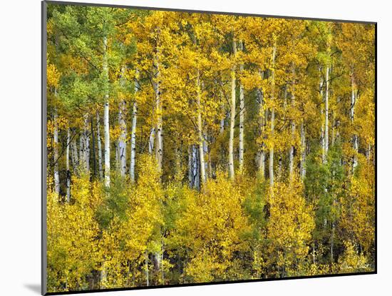 Yellow Woods III-David Drost-Mounted Photographic Print