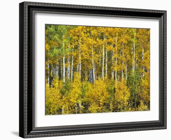 Yellow Woods III-David Drost-Framed Photographic Print