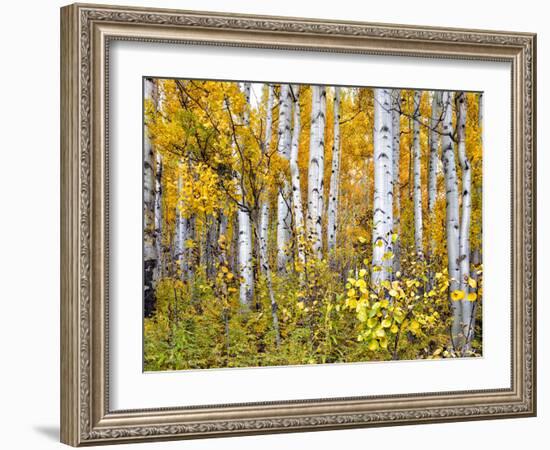 Yellow Woods IV-David Drost-Framed Photographic Print