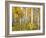 Yellow Woods IV-David Drost-Framed Photographic Print