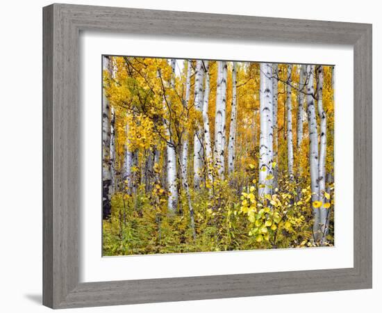 Yellow Woods IV-David Drost-Framed Photographic Print