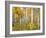 Yellow Woods IV-David Drost-Framed Photographic Print