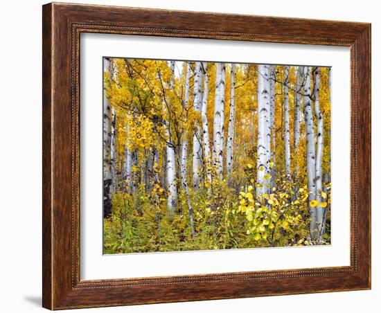 Yellow Woods IV-David Drost-Framed Photographic Print