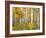 Yellow Woods IV-David Drost-Framed Photographic Print