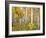 Yellow Woods IV-David Drost-Framed Photographic Print