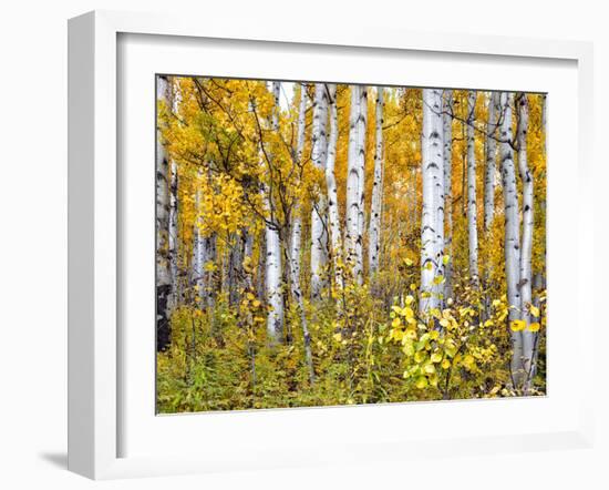 Yellow Woods IV-David Drost-Framed Photographic Print