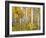 Yellow Woods IV-David Drost-Framed Photographic Print