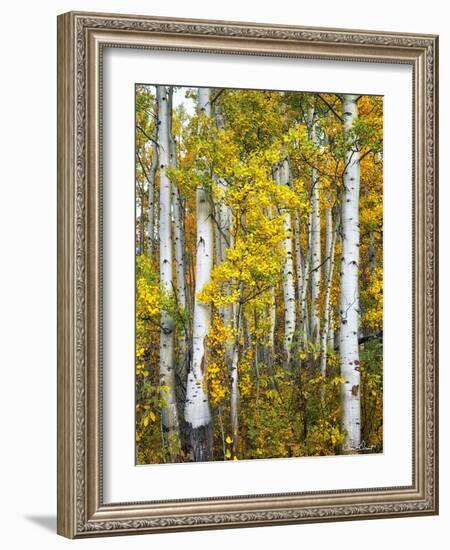 Yellow Woods V-David Drost-Framed Photographic Print