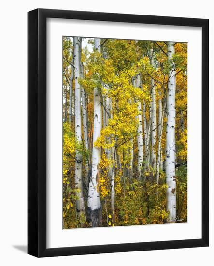 Yellow Woods V-David Drost-Framed Photographic Print