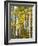 Yellow Woods V-David Drost-Framed Photographic Print