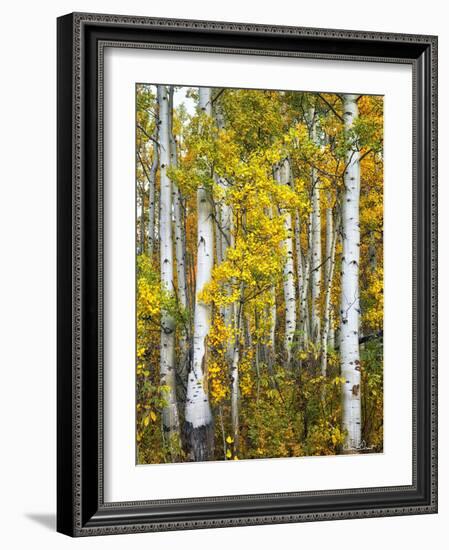 Yellow Woods V-David Drost-Framed Photographic Print